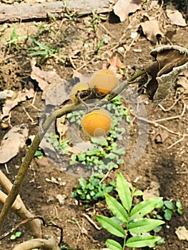 Solanum lasiocarpum or Hairy-fruited eggplant produce the fruit.