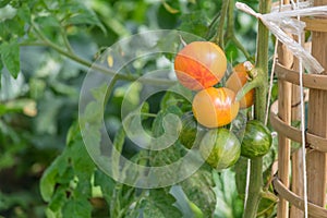 Solanum lycopersicum