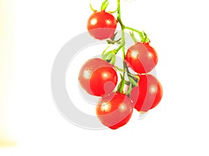 Solanum lycopersicum isolated on the white