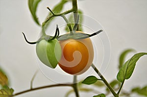 Solanum lycopersicum maturing in the backyard