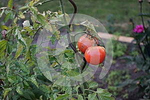 Solanum lycopersicum with ripe red tomatoes growing in the garden in September. Berlin, Germany
