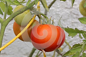 Solanum lycopersicum, tomato