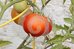 Solanum lycopersicum, tomato