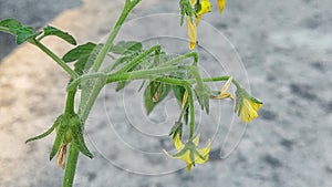 Solanum lycopersicum tomato plants leaves and flower