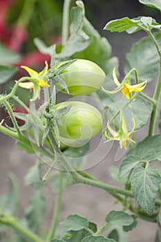 Solanum lycopersicum tree