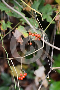 Solanum lyratum berries.