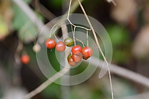 Solanum lyratum berries.