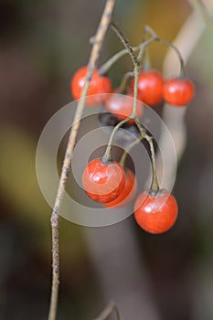 Solanum lyratum berries.