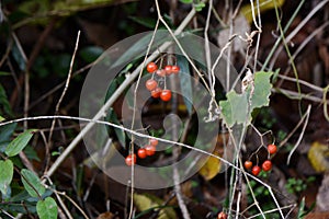 Solanum lyratum berries.