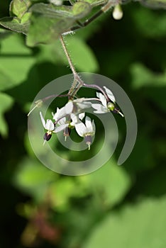 Solanum lyratum flowers and berries