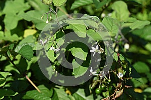 Solanum lyratum flowers and berries