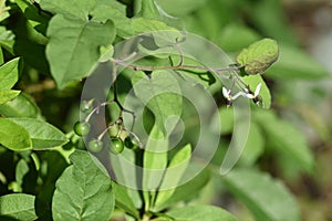 Solanum lyratum flowers and berries