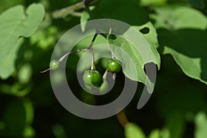 Solanum lyratum flowers and berries