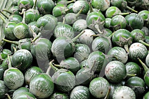 Solanum macrocarpon