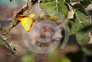 Solanum mammosum