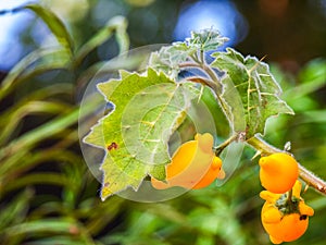 Solanum mammosum, Beautiful but dangerous, poisonous.