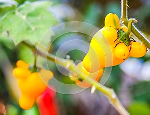 Solanum mammosum, Beautiful but dangerous, poisonous