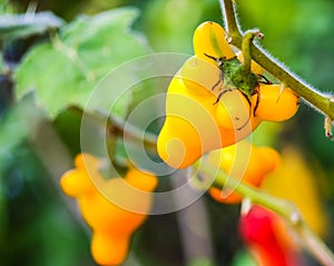 Solanum mammosum, Beautiful but dangerous, poisonous