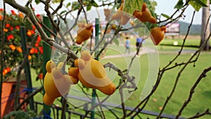 Solanum mammosum, common names nipplefruit, titty fruit, cow's udder, moving in the wind