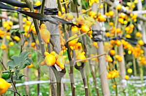 Solanum mammosum crops