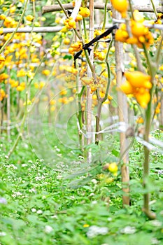 Solanum mammosum crops