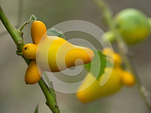 Solanum mammosum, Nipple fruit,Titty fruit or Fox face.