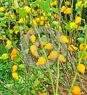 Solanum mammosum or Nipplefruit