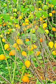 Solanum mammosum or Nipplefruit