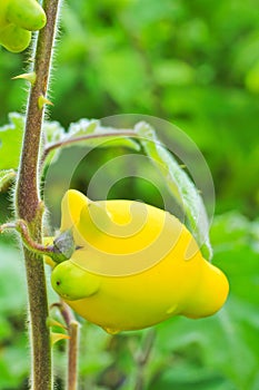 Solanum mammosum or Nipplefruit