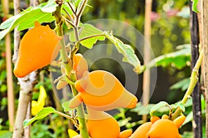 Solanum mammosum plant