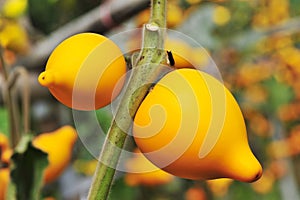 Solanum mammosum plant