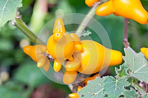 Solanum Mammosum Plant.