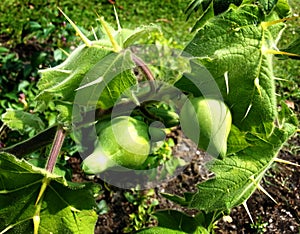 Solanum mammosum plant