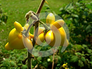 Solanum mammosum plant