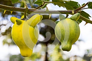 Solanum mammosum plant