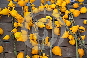 Solanum mammosum. yellow background