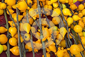 Solanum mammosum. yellow background