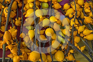 Solanum mammosum. yellow background