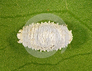 Solanum mealybug, Phenacoccus solani