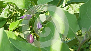 Solanum melongena also called eggplant, terung, terong, brinjal, aubergine is a plant species in the nightshade family