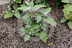 Solanum melongena, commonly known as eggplant or aubergine grows