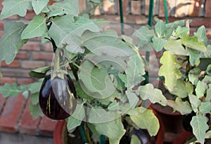 Solanum melongena, Egg plant