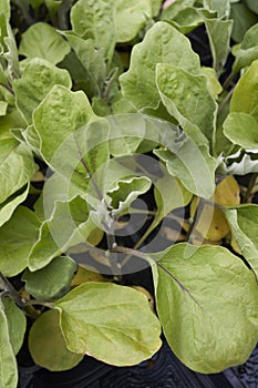 Solanum melongena fresh plant