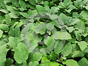 Solanum melongena is a herbaceous vine