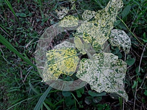 Solanum melongena plant in farmland