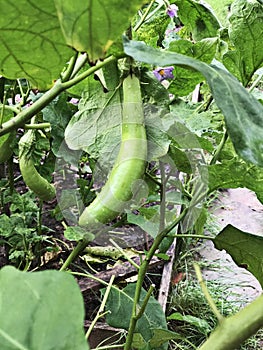 Solanum melongena produce the fruits.