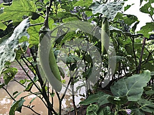 Solanum melongena produce the fruits.