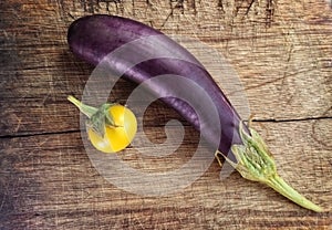 Solanum melongena and Solanum incanum