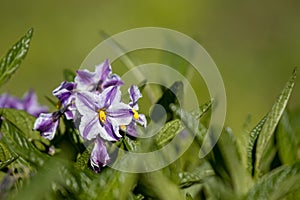 Solanum muricatum growing in spring, outside, green background