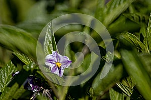 Solanum muricatum growing in spring, outside, green background